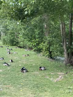 canards au repos